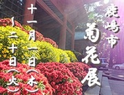 鹿嶋市菊花展開催